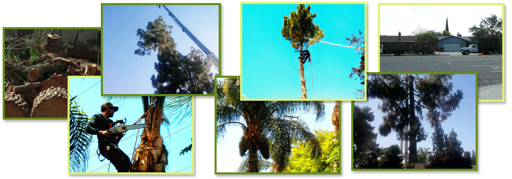 Tree service collage